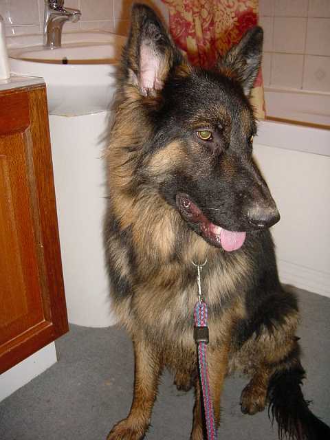 muddy pup - small.jpg